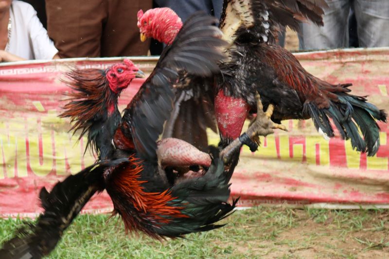 Đá Gà tại Nhà cái San vip