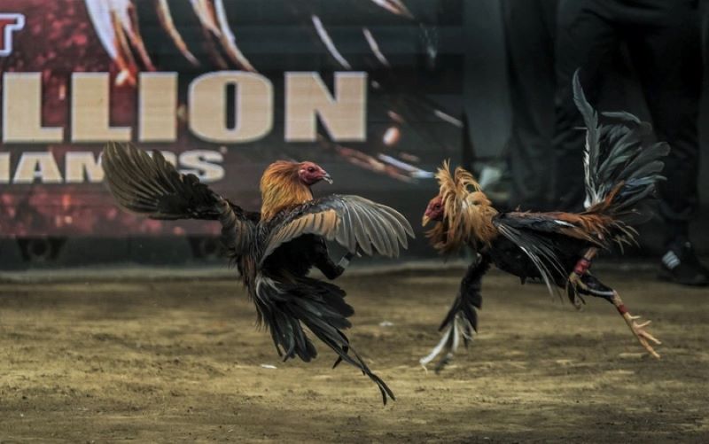 Lựa chọn chiến kê theo yêu cầu và đưa ra chiến thuật tập luyện 